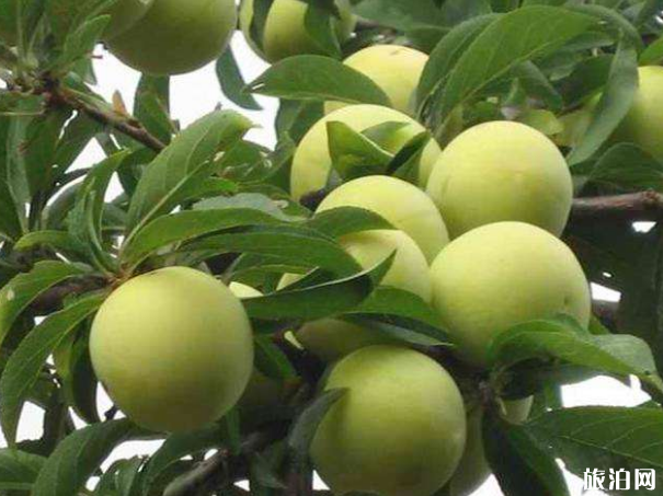 重慶李子去哪采摘 2019重慶李子采摘園地址+交通+品種 重慶李子去哪采摘 2019重慶李子采摘園地址+交通+品種