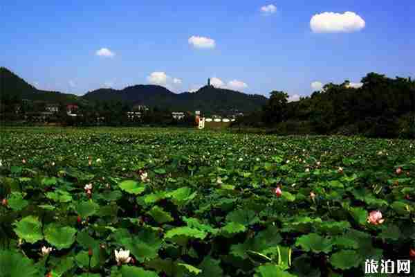 2019中山市第九屆荷花旅游文化節(jié)7月30 日截止