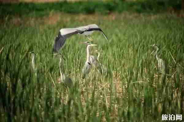 內(nèi)蒙古避暑最好的地方推薦 內(nèi)蒙古避暑最好的地方推薦