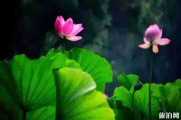 洛陽哪里看荷花+攻略 洛陽哪里看荷花+攻略
