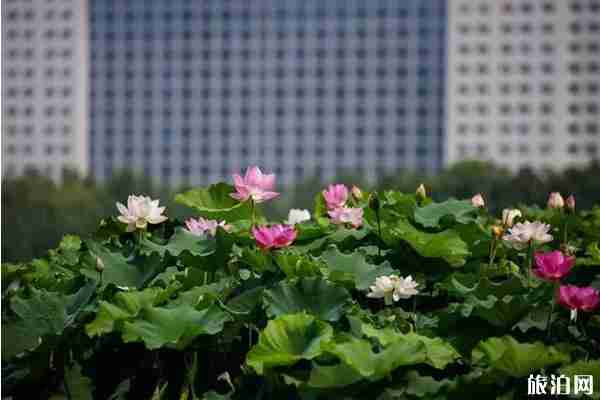 洛陽哪里看荷花+攻略 洛陽哪里看荷花+攻略