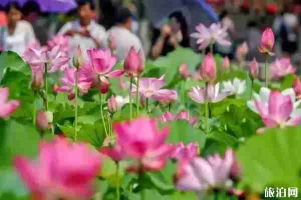 洛陽哪里看荷花+攻略 洛陽哪里看荷花+攻略