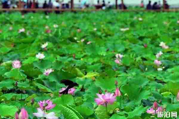 洛陽哪里看荷花+攻略 洛陽哪里看荷花+攻略