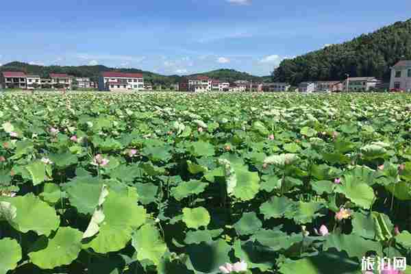 2019廣東吳川蛤嶺村荷花節7月6日開啟 2019廣東吳川蛤嶺村荷花節7月6日開啟