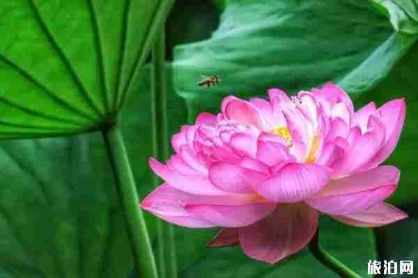 2019年夏季后官湖濕地公園全攻略 2019年夏季后官湖濕地公園全攻略
