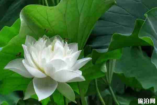 2019年夏季后官湖濕地公園全攻略 2019年夏季后官湖濕地公園全攻略