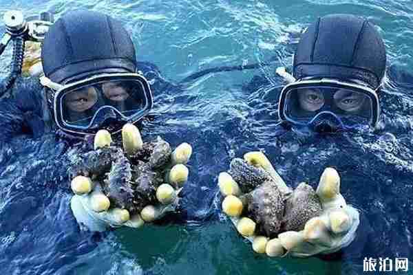 沈陽周邊海島哪個好玩 沈陽周邊海島哪個好玩