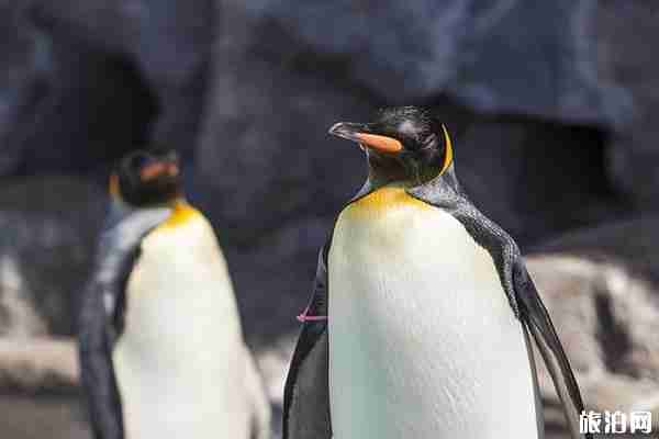 2019年夏季北海道六天自由行攻略