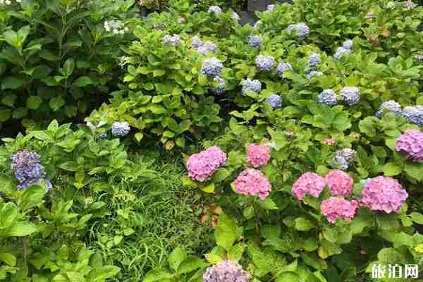 2019日本夏季賞花時(shí)間+地點(diǎn)+介紹