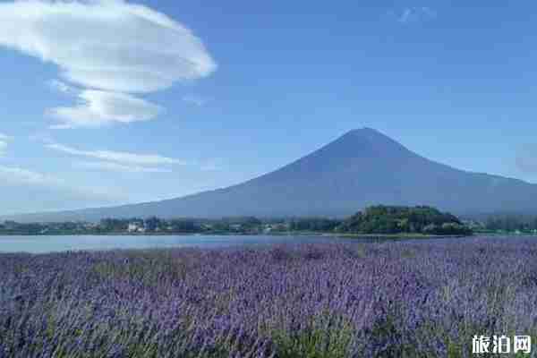2019日本夏季賞花時(shí)間+地點(diǎn)+介紹