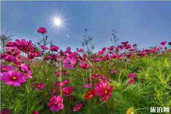 2019年夏季蘭州賞花景點推薦 2019年夏季蘭州賞花景點推薦