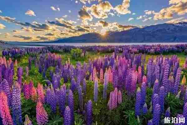 2019年夏季蘭州賞花景點推薦 2019年夏季蘭州賞花景點推薦
