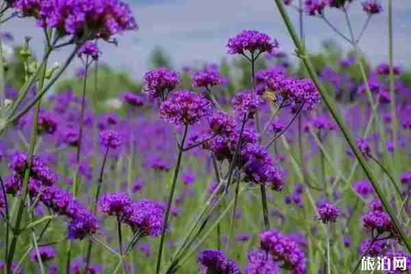 2019年夏季蘭州賞花景點推薦 2019年夏季蘭州賞花景點推薦