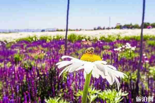 2019年夏季蘭州賞花景點推薦 2019年夏季蘭州賞花景點推薦