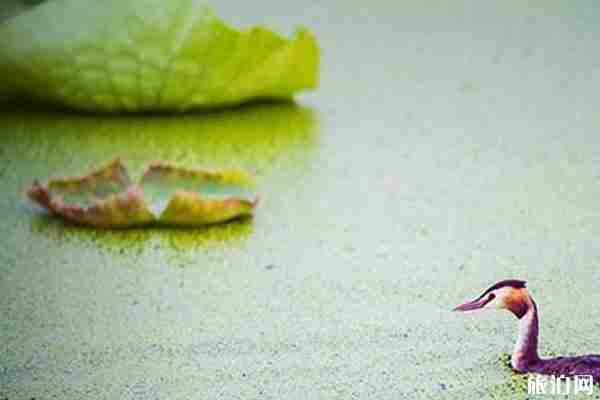 2019团湖荷花公园门票优惠信息+开园时间+地址+交通+介绍