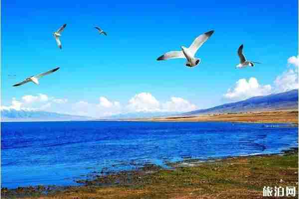 2019年六月去哪观鸟合适 2019年六月去哪观鸟合适