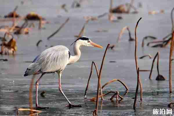 2019年六月去哪观鸟合适 2019年六月去哪观鸟合适