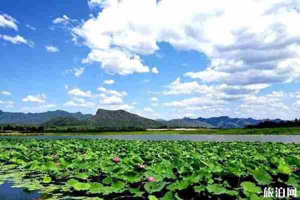 京郊荷花观赏攻略 京郊荷花观赏攻略