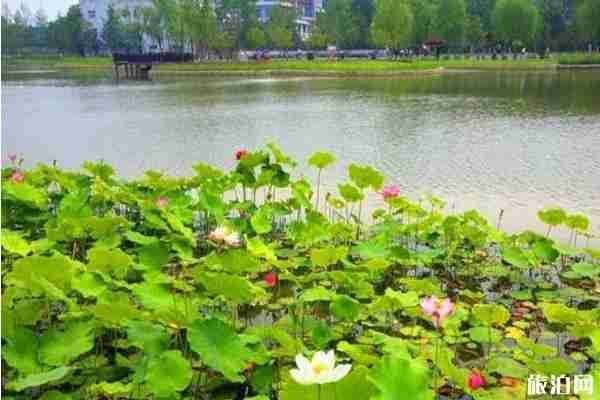 京郊荷花观赏攻略 京郊荷花观赏攻略