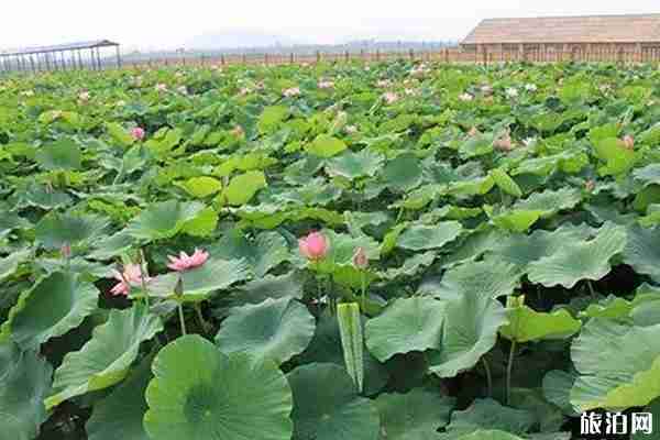 京郊荷花观赏攻略 京郊荷花观赏攻略