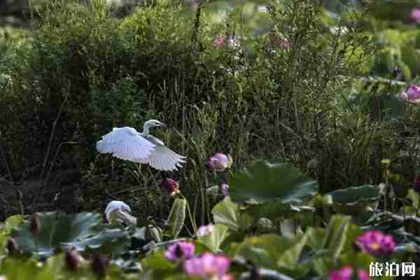 京郊荷花观赏攻略 京郊荷花观赏攻略