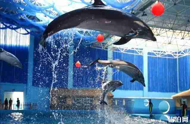 抚顺皇家极地海洋世界门票信息 抚顺皇家极地海洋世界门票信息