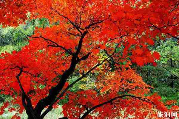 本溪自驾游攻略 本溪自驾游攻略