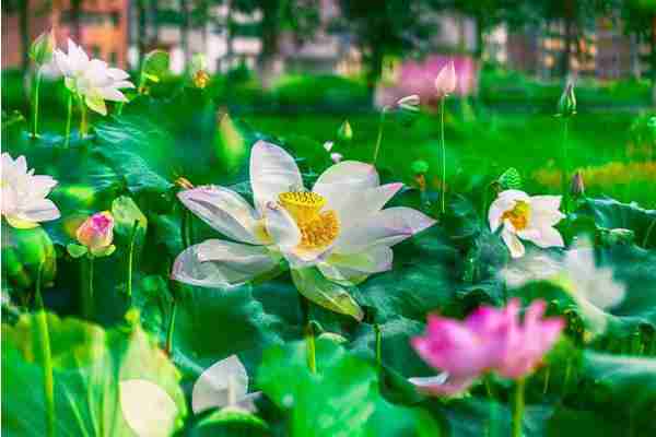 浙江哪里有荷花看+门票+地址+介绍 浙江哪里有荷花看+门票+地址+介绍