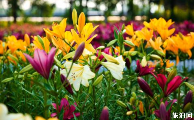 2019北京百合文化节时间+票价+活动内容+地点