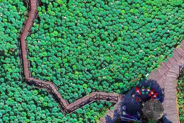 浙江哪里有荷花看+门票+地址+介绍 浙江哪里有荷花看+门票+地址+介绍