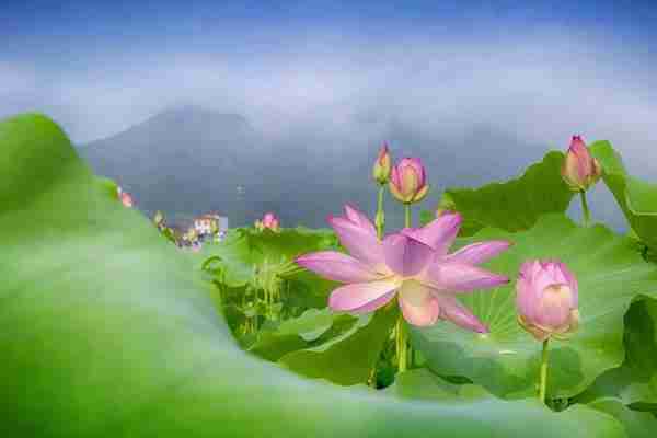 浙江哪里有荷花看+门票+地址+介绍 浙江哪里有荷花看+门票+地址+介绍