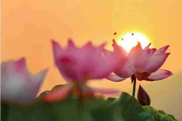 浙江哪里有荷花看+门票+地址+介绍 浙江哪里有荷花看+门票+地址+介绍