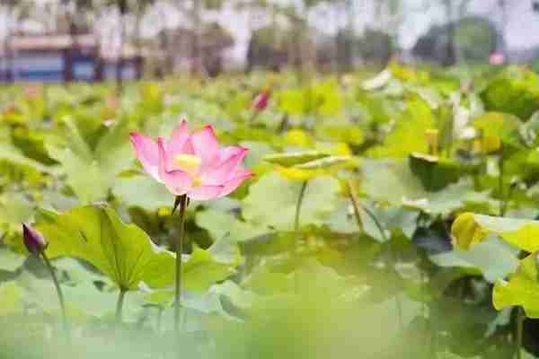 浙江哪里有荷花看+门票+地址+介绍 浙江哪里有荷花看+门票+地址+介绍