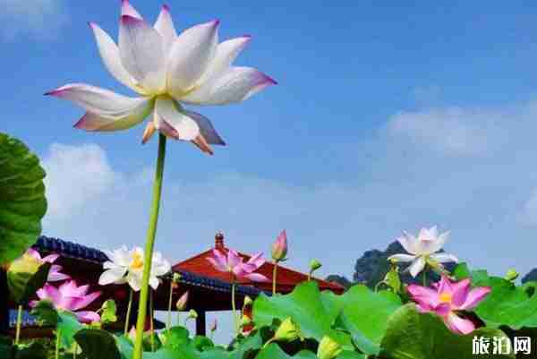 2019西安荷花观赏地(花期+门票+交通) 2019西安荷花观赏地(花期+门票+交通)