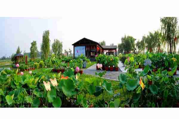 2019第七届铁岭荷花文化旅游节7月13日开启 2019第七届铁岭荷花文化旅游节7月13日开启