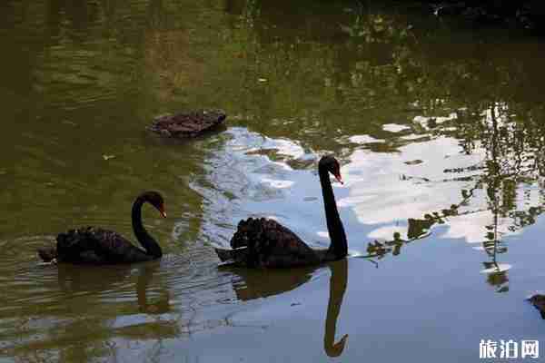 暑假野生动物园推荐整理 暑假野生动物园推荐整理