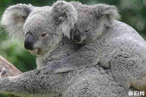 暑假野生动物园推荐整理 暑假野生动物园推荐整理