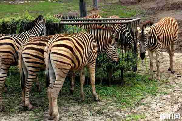 暑假野生动物园推荐整理 暑假野生动物园推荐整理