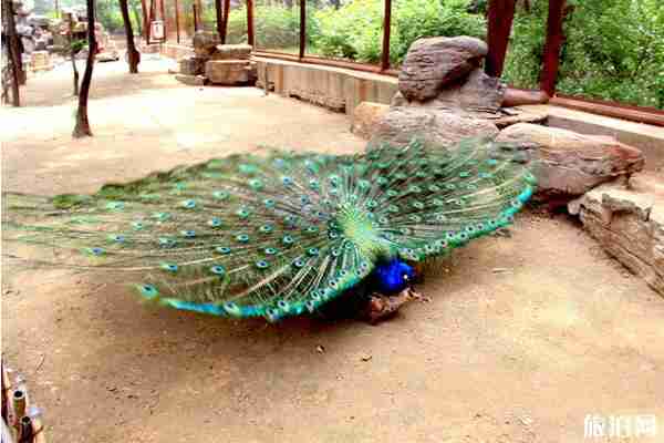 暑假野生动物园推荐整理 暑假野生动物园推荐整理