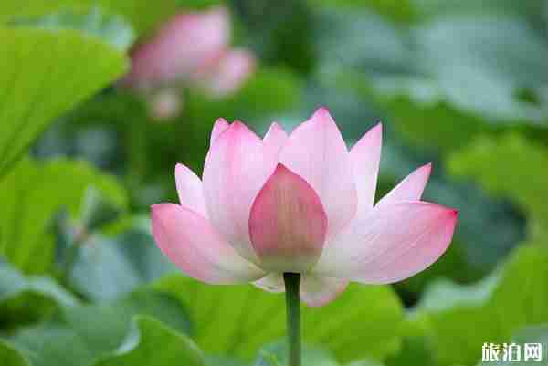 2019上海荷花展攻略 上海最佳荷花观赏地方+门票+花期