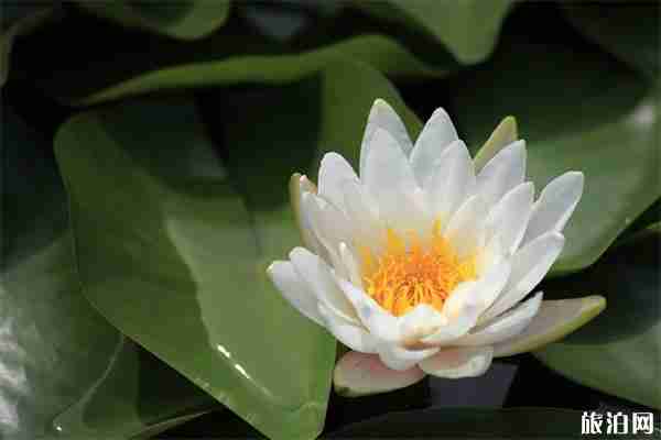 2019广州番禺莲花文化旅游节指南 参观+活动 2019广州番禺莲花文化旅游节指南 参观+活动