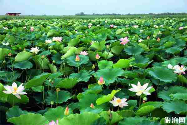 2019广州番禺莲花文化旅游节指南 参观+活动 2019广州番禺莲花文化旅游节指南 参观+活动