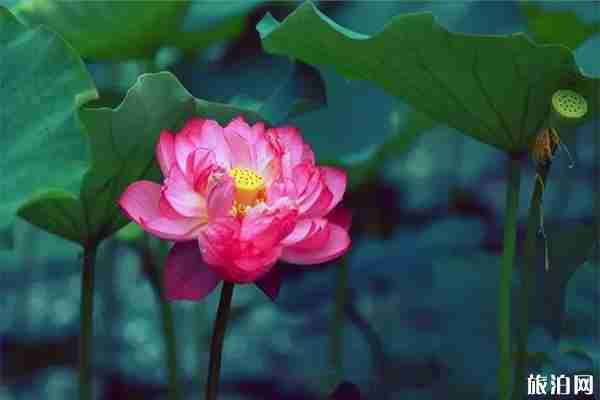 云南玉溪澄江县第四届荷花节6月29日开启 云南玉溪澄江县第四届荷花节6月29日开启