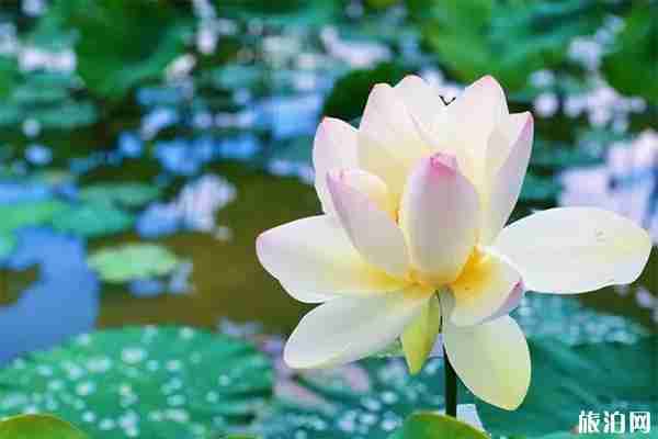 云南玉溪澄江县第四届荷花节6月29日开启 云南玉溪澄江县第四届荷花节6月29日开启