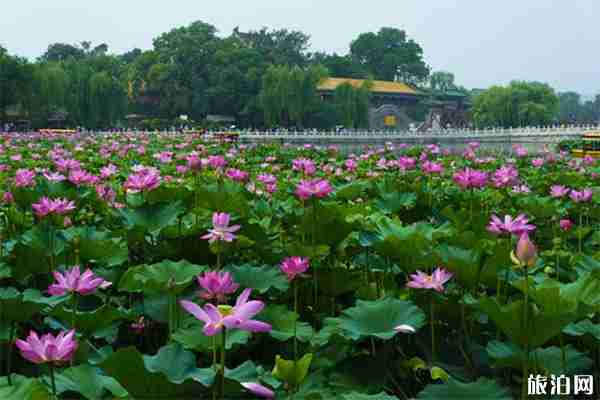 2019蒙城立仓荷花节7月6日开启 附活动时间安排