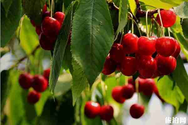 大连樱桃采摘园推荐+地址+交通