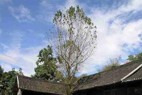 重庆红岩联线景区预约攻略 渣滓洞+白公馆 重庆红岩联线景区预约攻略 渣滓洞+白公馆