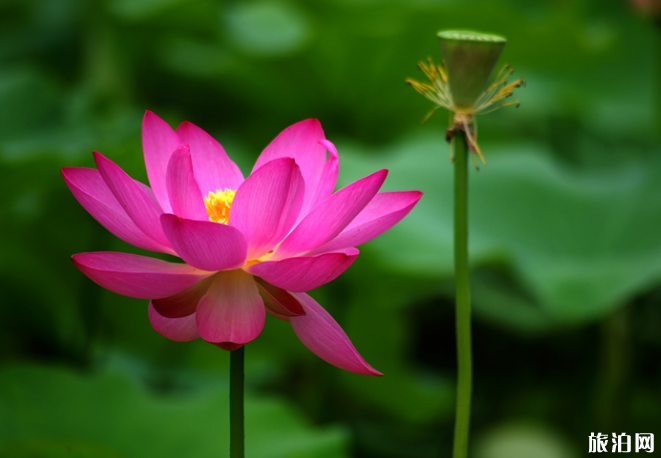 2019广州莲花山汉服免门票活动时间+地点+门票优惠 2019广州莲花山汉服免门票活动时间+地点+门票优惠