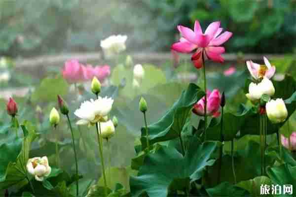 2019上海海湾国家森林公园荷花节门票 附赏玩信息 2019上海海湾国家森林公园荷花节门票 附赏玩信息