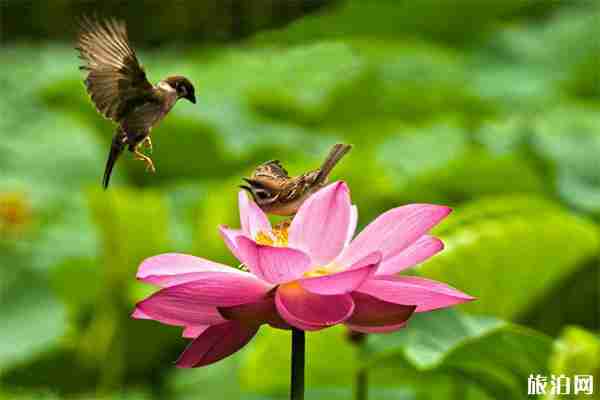 2019龙潭水一方荷花怎么去 荷花节活动信息